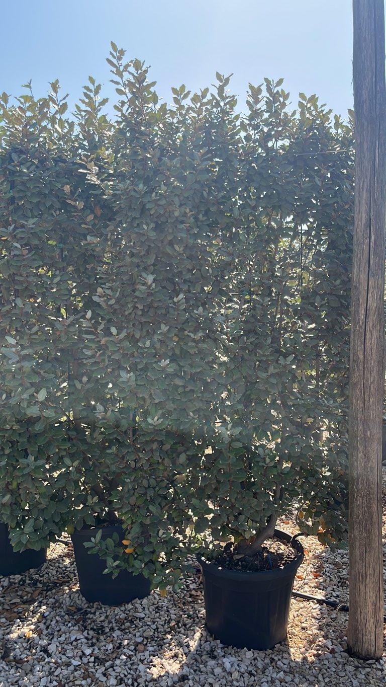Elaeagnus Ebbingei (Olivagno) — Spalliera, altezza 180 x 110 cm, vaso 55 litri