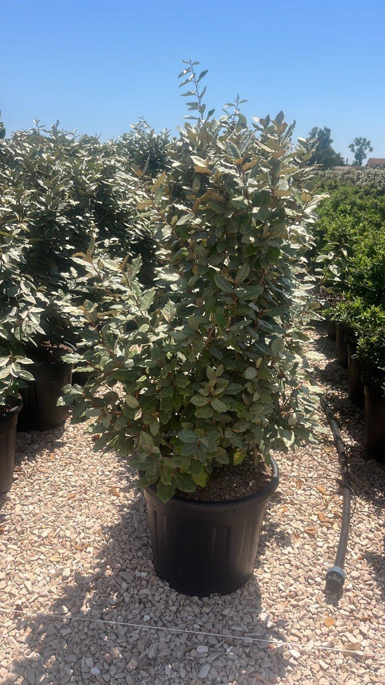 Elaeagnus Ebbingei (Olivagno) — Cespuglio, altezza 75/100 cm, vaso 30 litri