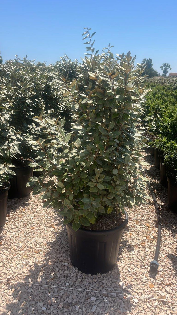 Elaeagnus Ebbingei (Olivagno) — Cespuglio, altezza 75/100 cm, vaso 30 litri