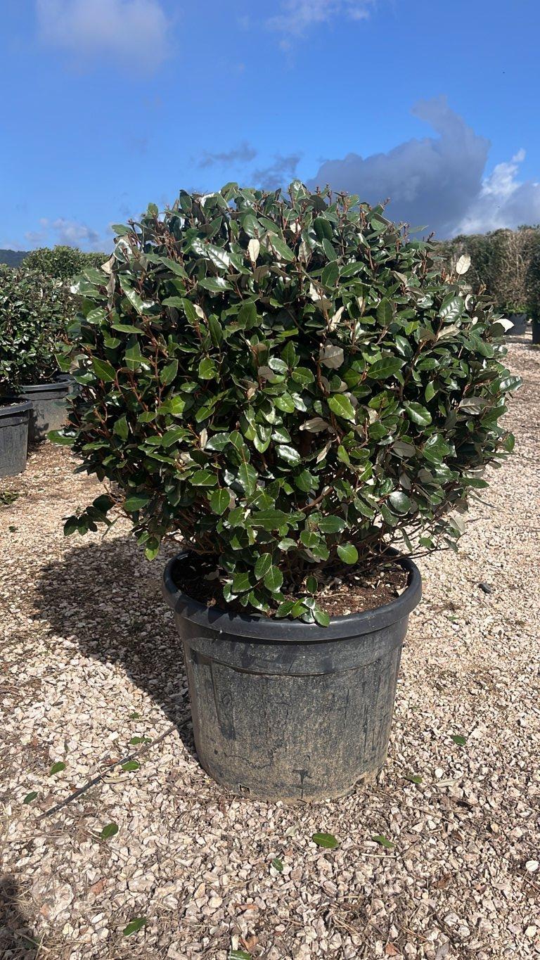 Elaeagnus Ebbingei (Olivagno) — Palla, diametro 100 cm, vaso 70 litri