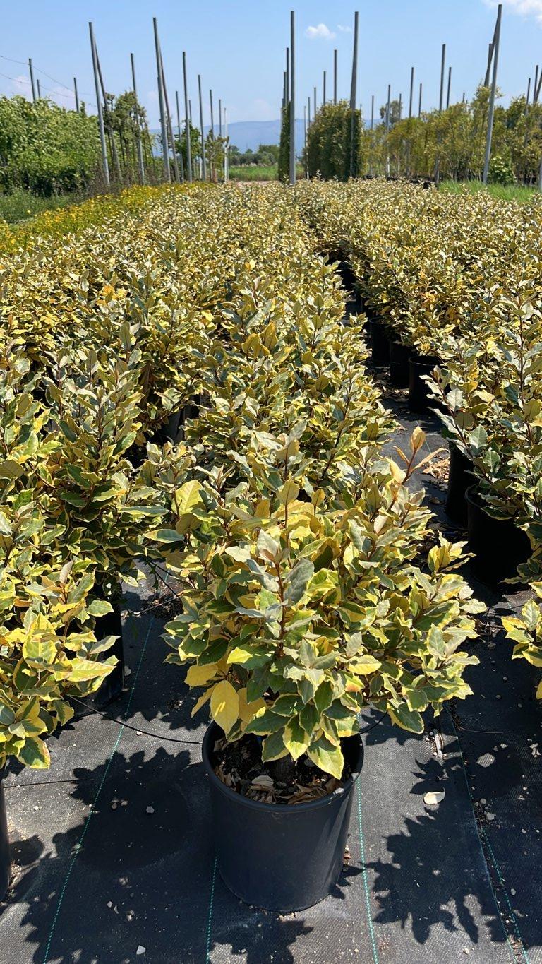 Elaeagnus Ebbingei Gilt Edge (Olivagno) — Cespuglio, vaso 9 litri