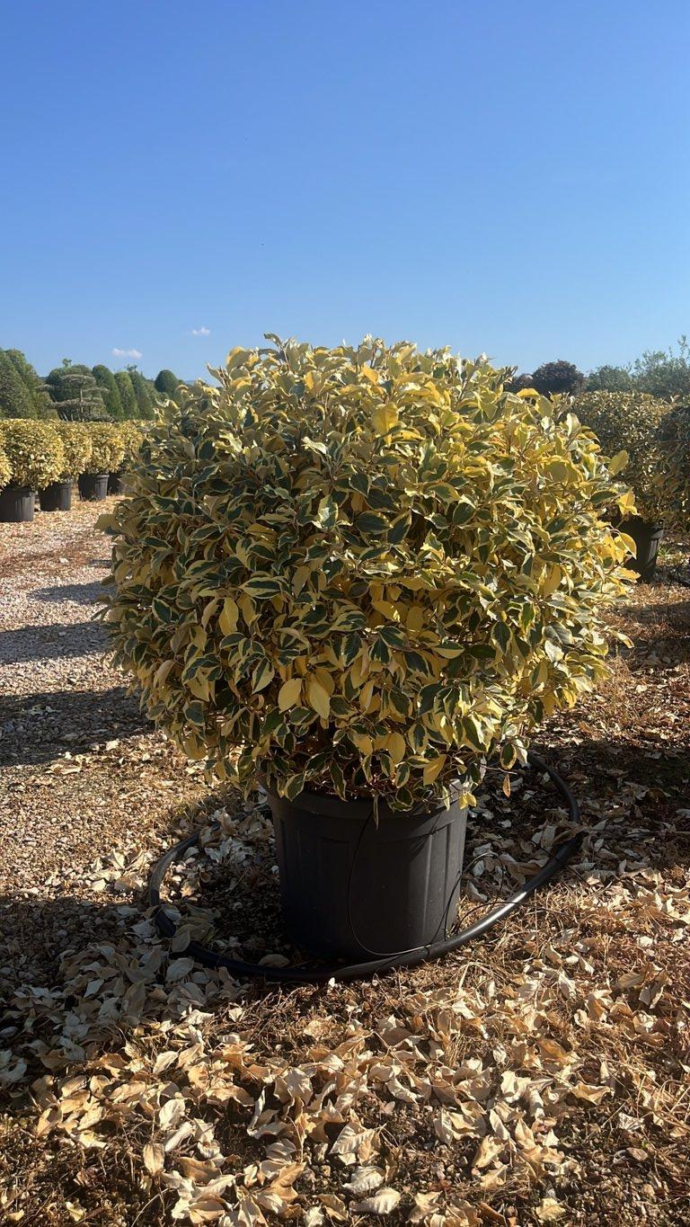 Elaeagnus Ebbingei Gilt Edge (Olivagno) — Palla, diametro 90 cm, vaso 55 litri