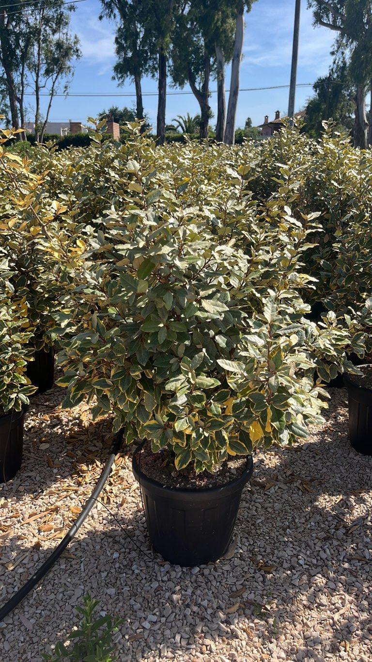 Elaeagnus Ebbingei Gilt Edge (Olivagno) — Cespuglio, vaso 30 litri