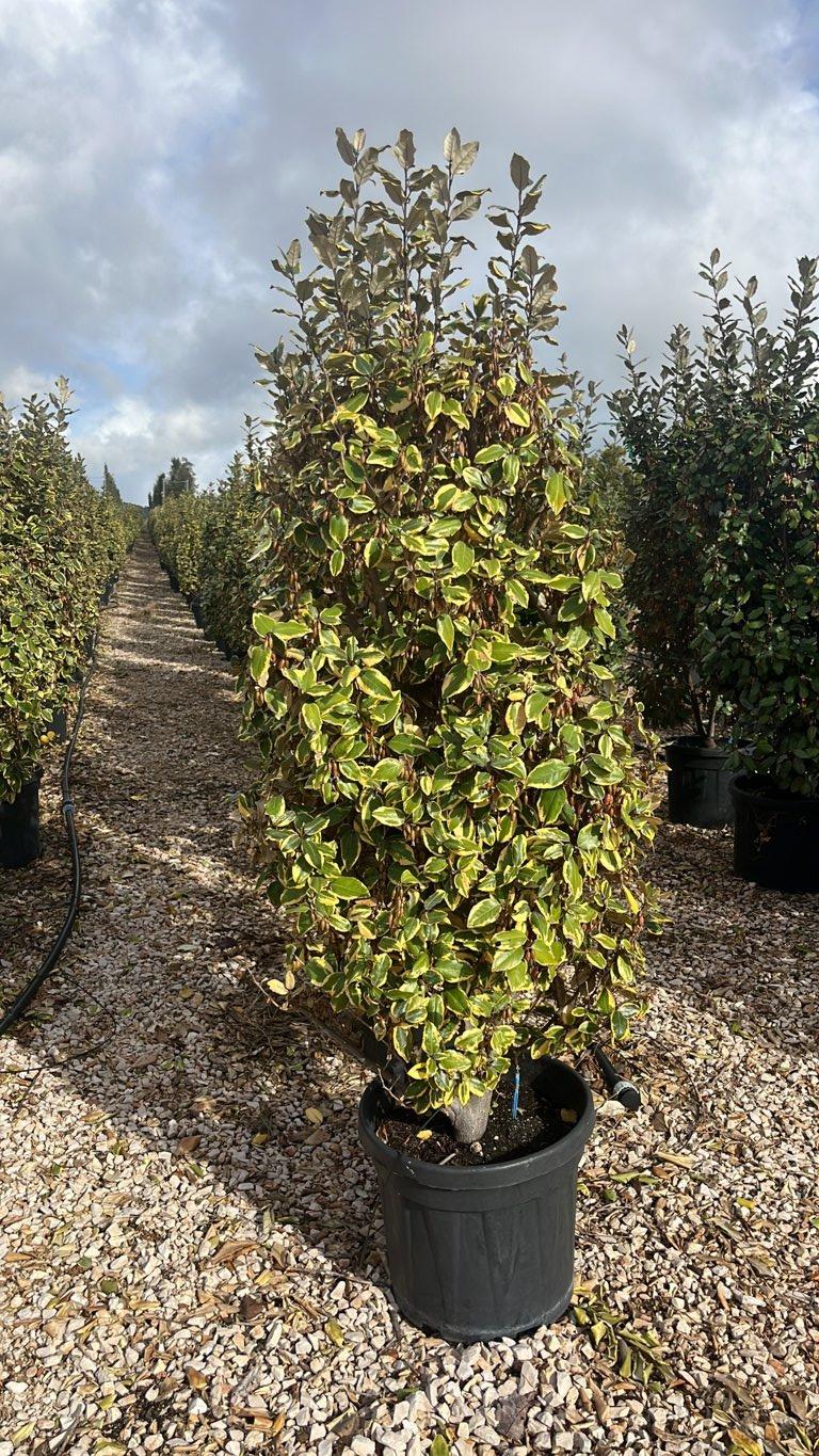 Elaeagnus Ebbingei Gilt Edge (Olivagno) — Cespuglio, altezza 100/150 cm, vaso 30 litri