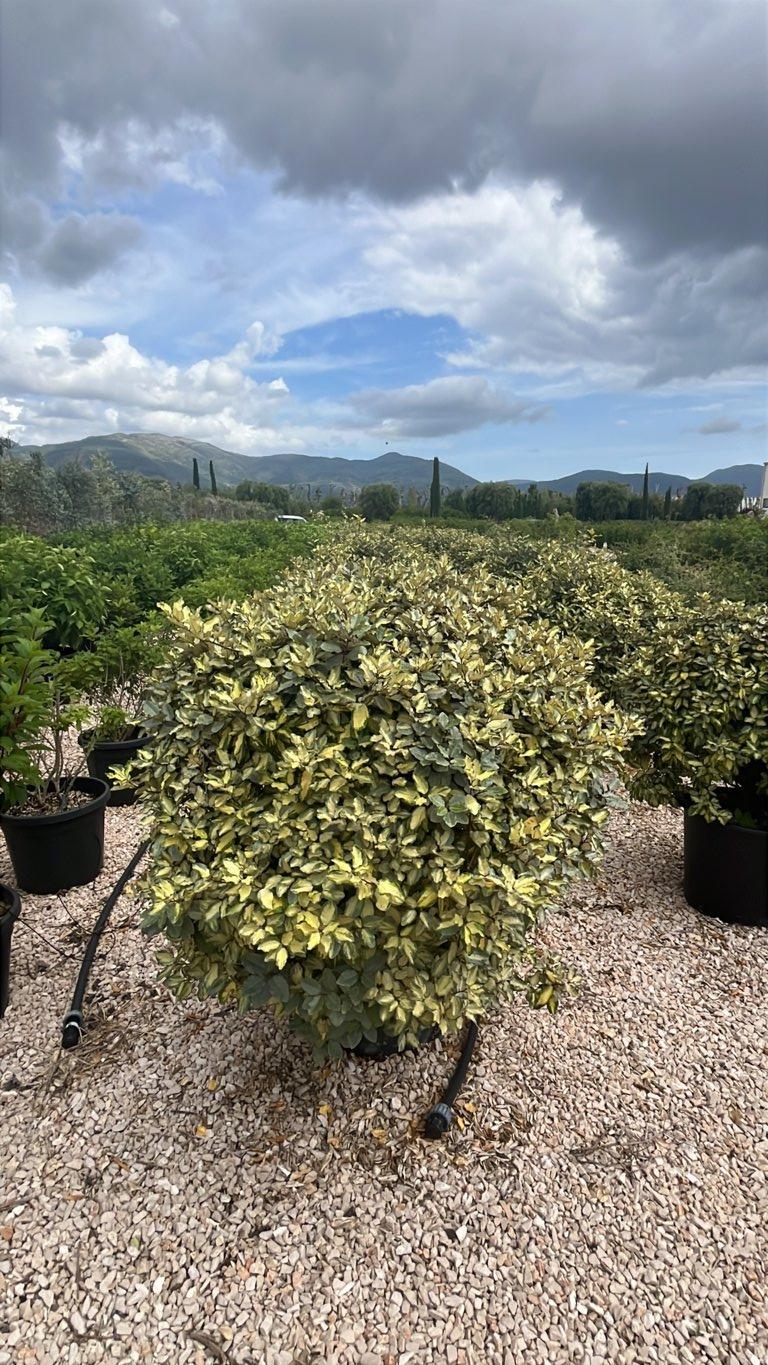 Elaeagnus Ebbingei Maryline (Olivagno) — Palla, diametro 90 cm, vaso 50 litri