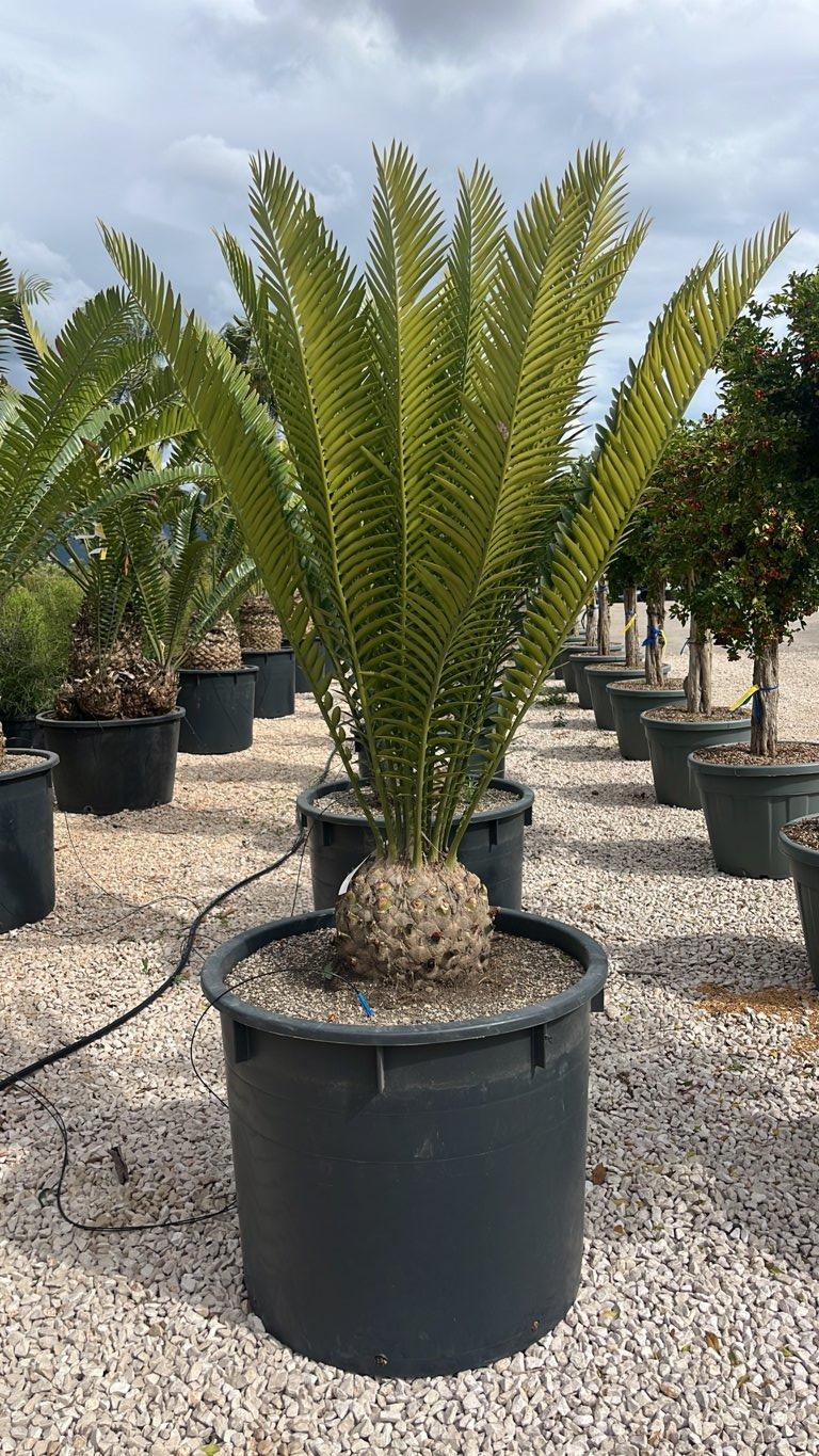 Encephalartos Altensteinii — vaso 240 litri