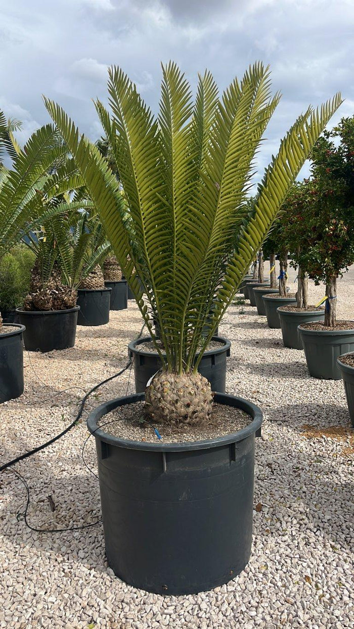 Encephalartos Altensteinii — vaso 240 litri