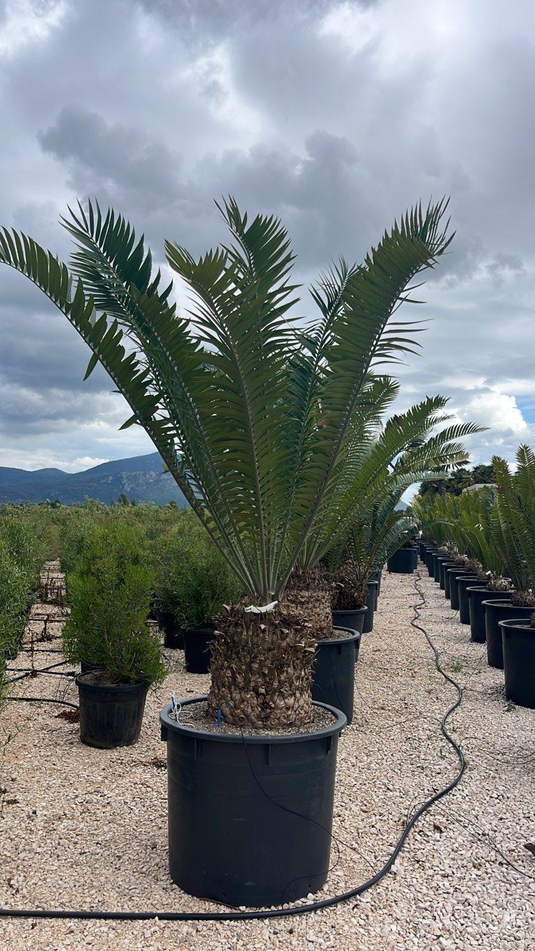 Encephalartos Altensteinii — tronco altezza 50 cm, vaso 240 litri