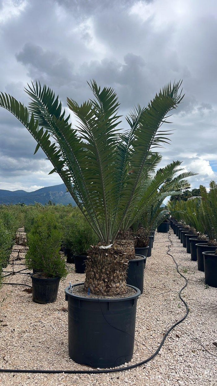Encephalartos Altensteinii — tronco altezza 50 cm, vaso 240 litri