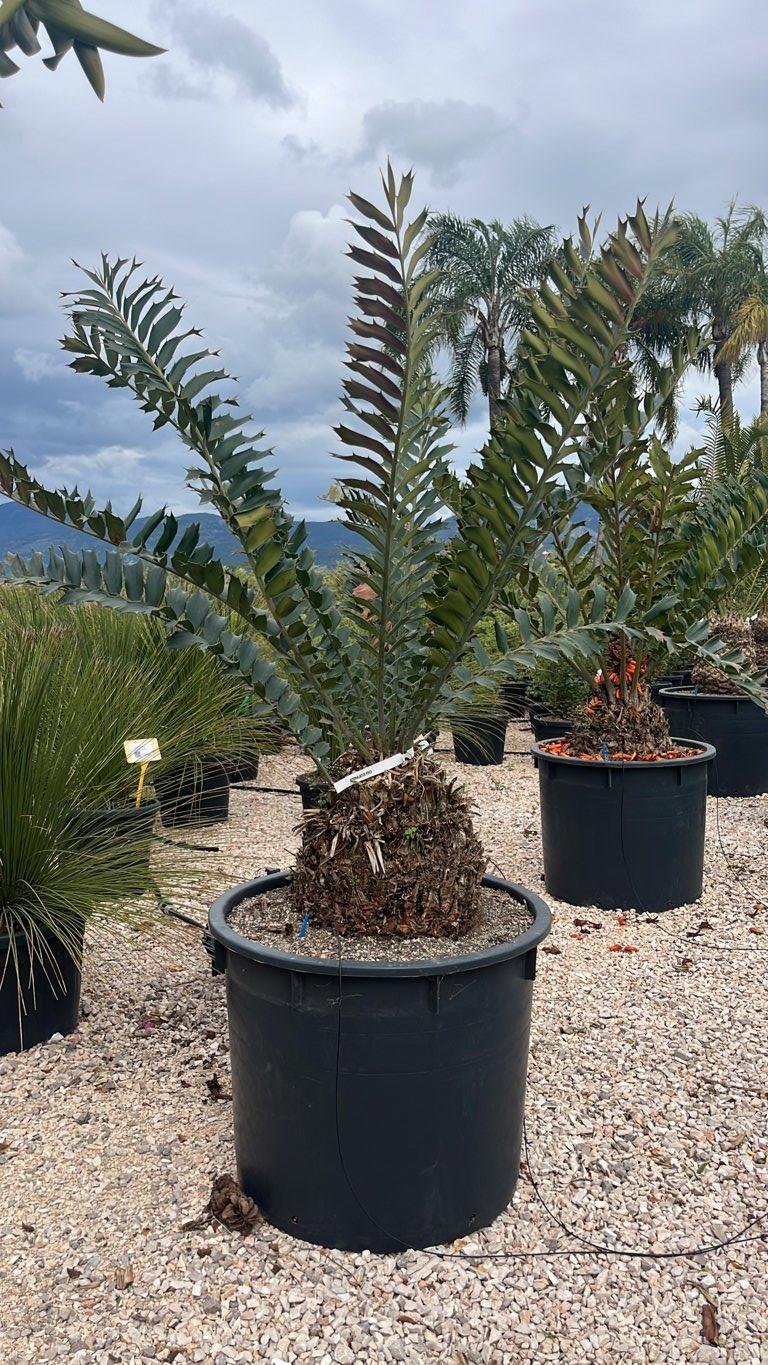 ENCEPHALARTOS FEROX Encefalarto / Cicas fero