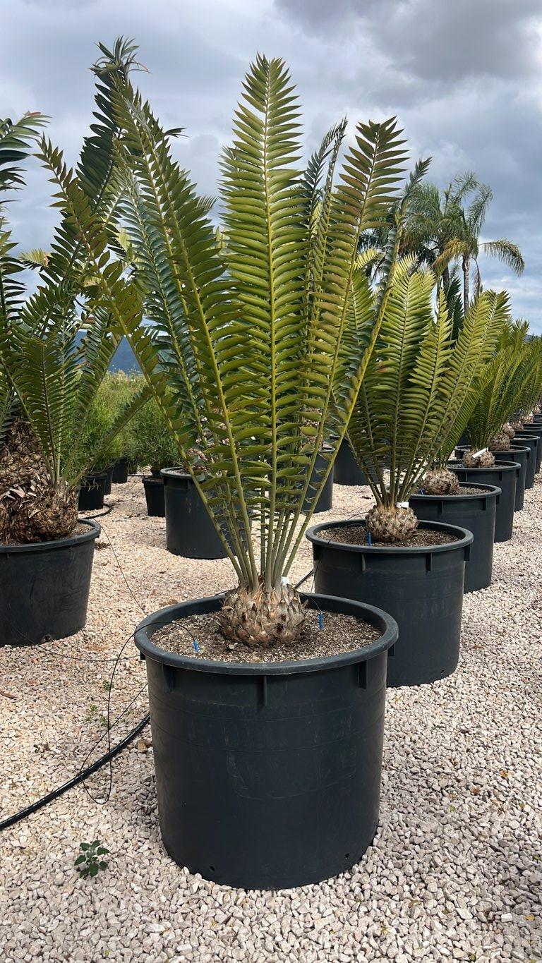 ENCEPHALARTOS NATALENSIS Encefalarto / Cicas del Natal