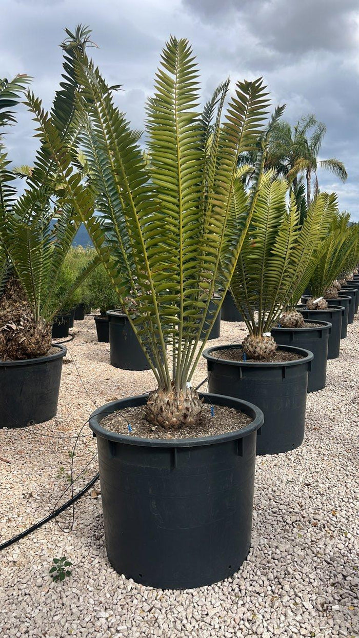 ENCEPHALARTOS NATALENSIS Encefalarto / Cicas del Natal
