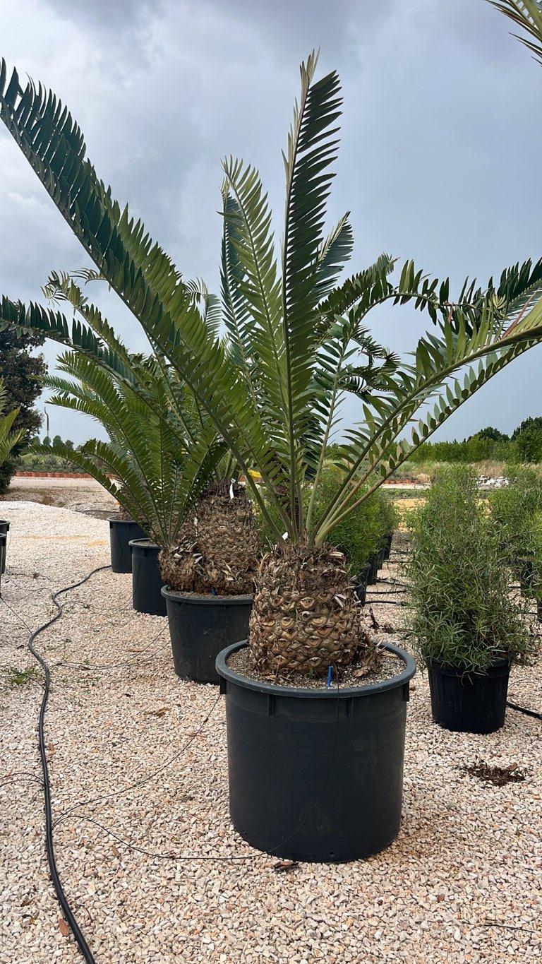 ENCEPHALARTOS NATALENSIS Encefalarto / Cicas del Natal