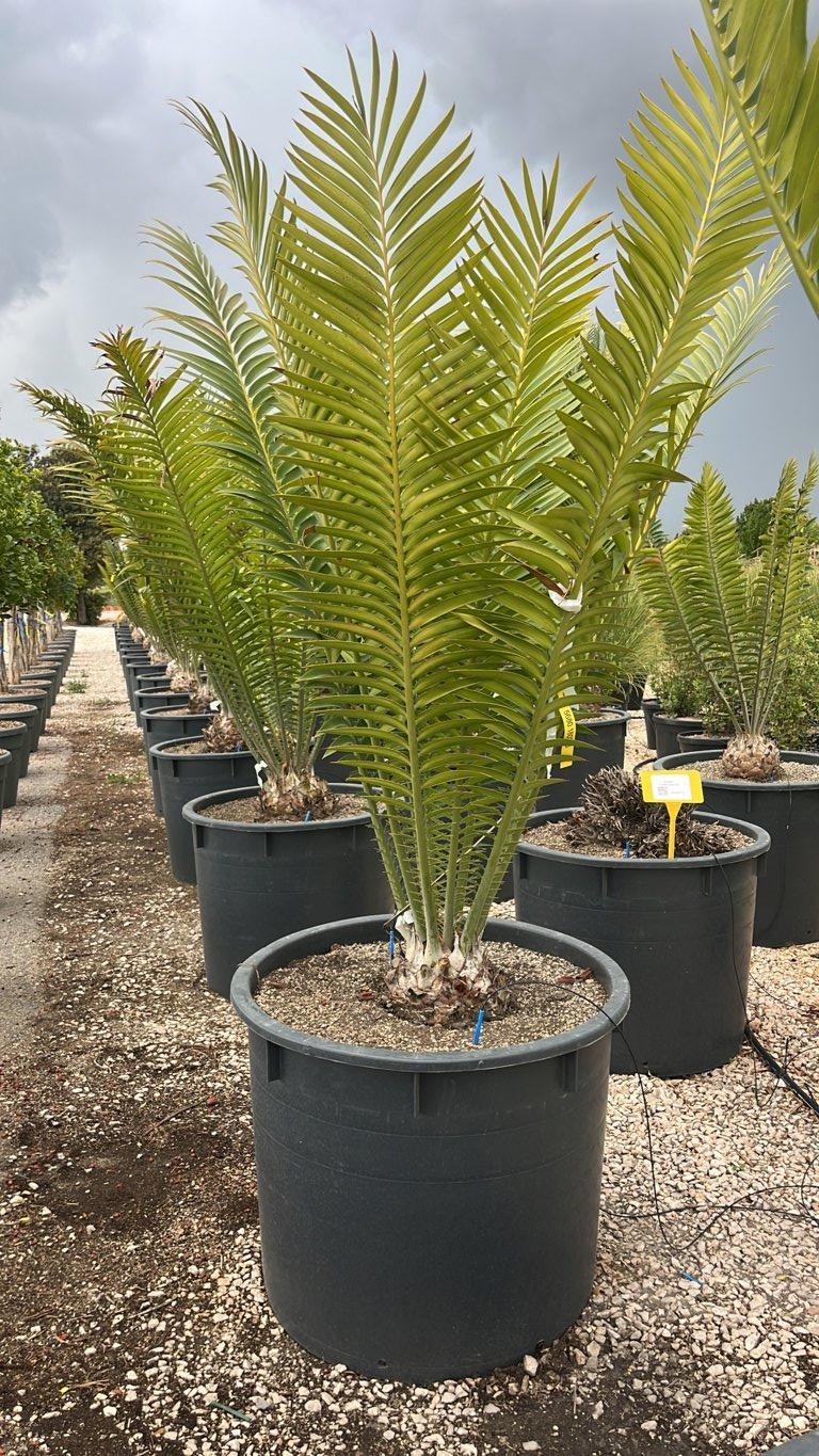 ENCEPHALARTOS VILLOSUS Encefalarto / Cicas villosa
