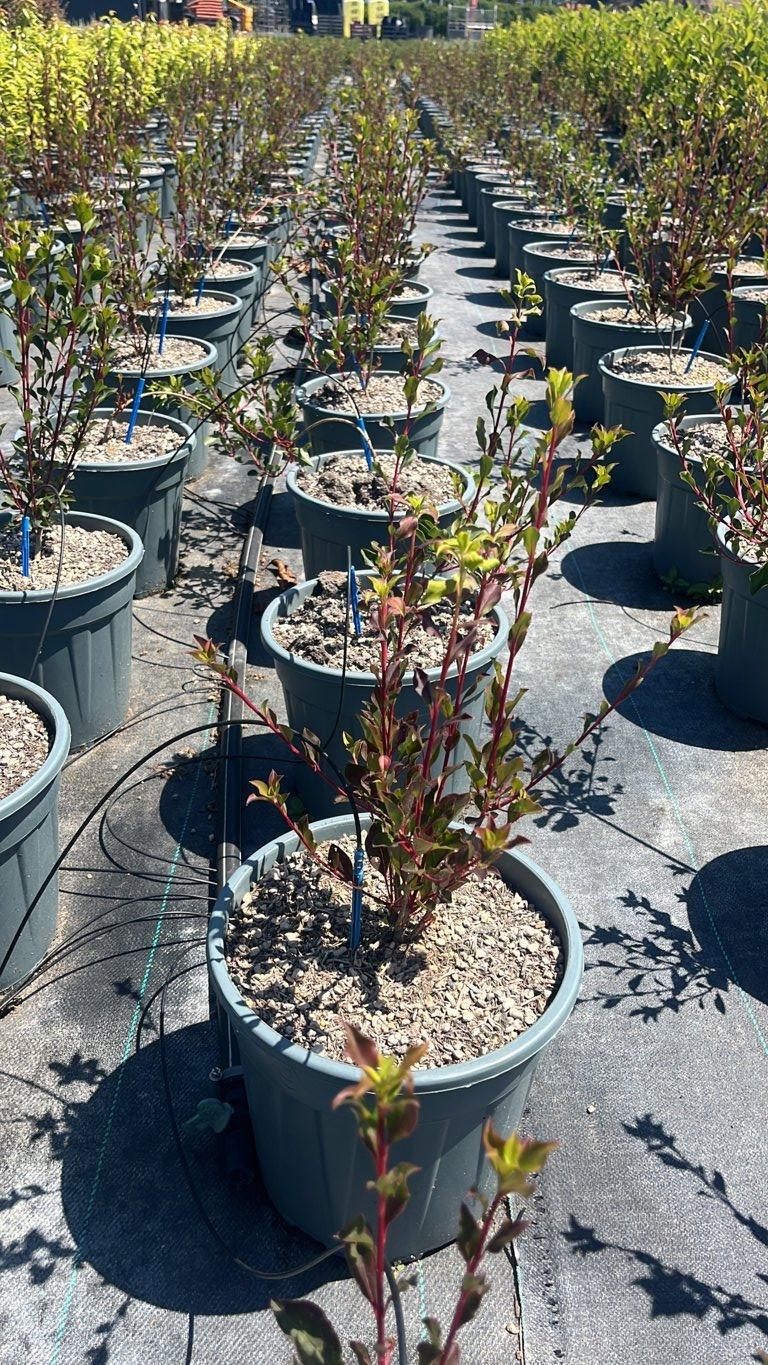 Enkianthus Campanulatus Prettycoat — Cespuglio, vaso 9 litri