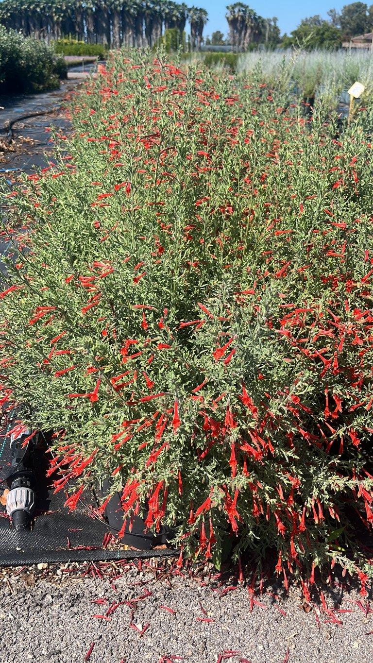 EPILOBIUM CANUM Epilobio rosso / Epilobio californiano
