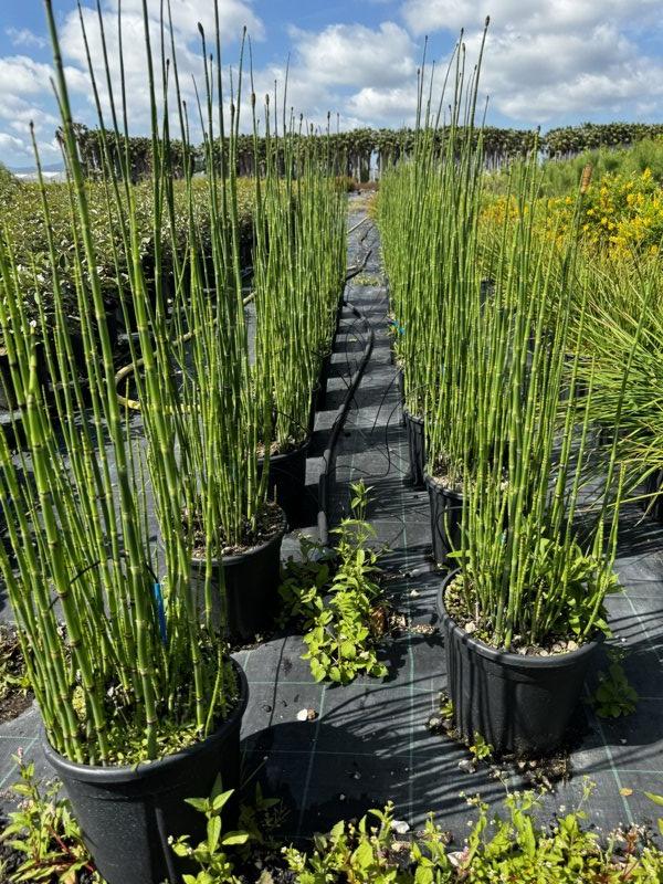 Equisetum Hyemale (Coda cavallina) — Cespuglio, vaso 9 litri