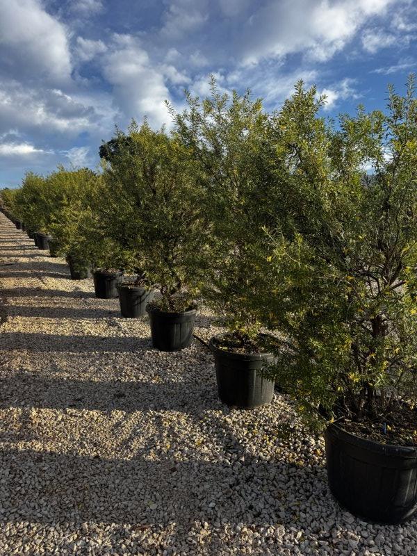 Eremophila Maculata Aurea — Cespuglio, altezza 125/150 cm, vaso 55 litri