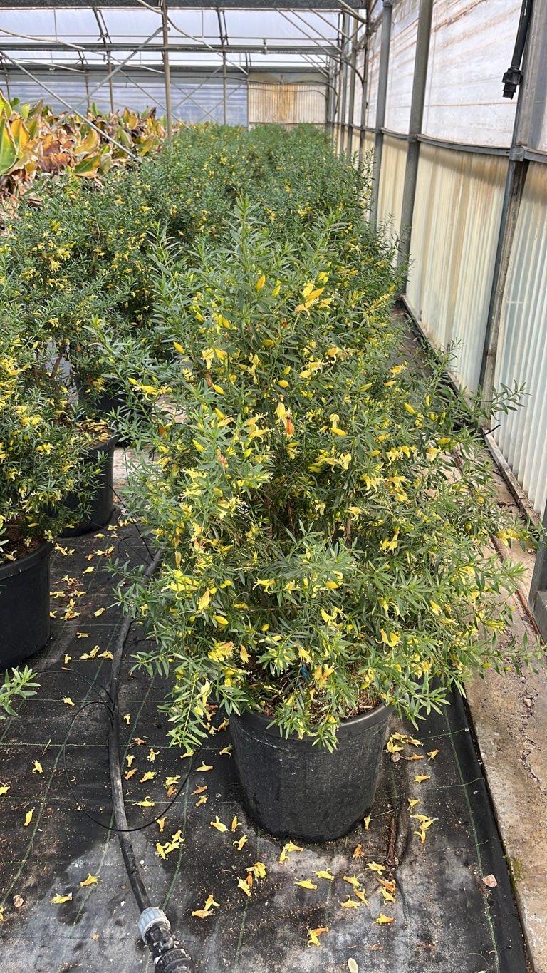 Eremophila Maculata Aurea — Cespuglio, vaso 25 litri