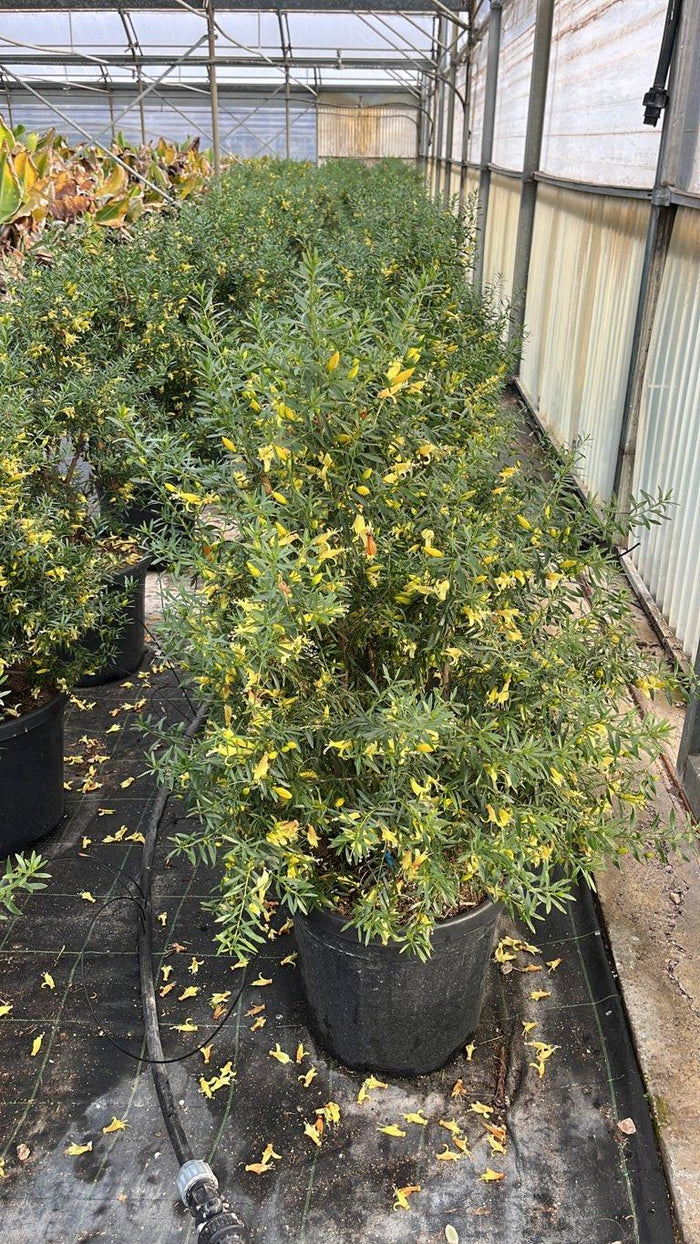 Eremophila Maculata Aurea — Cespuglio, vaso 25 litri