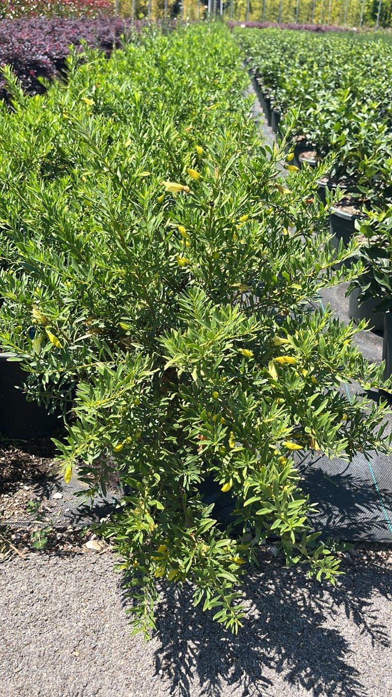 Eremophila Maculata Gialla — Cespuglio, vaso 9 litri