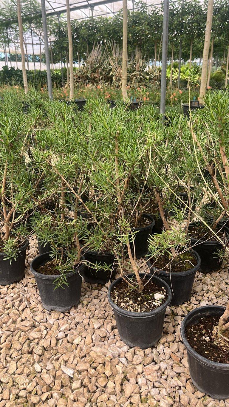 Eremophila Maculata Rossa — Cespuglio, vaso 3 litri