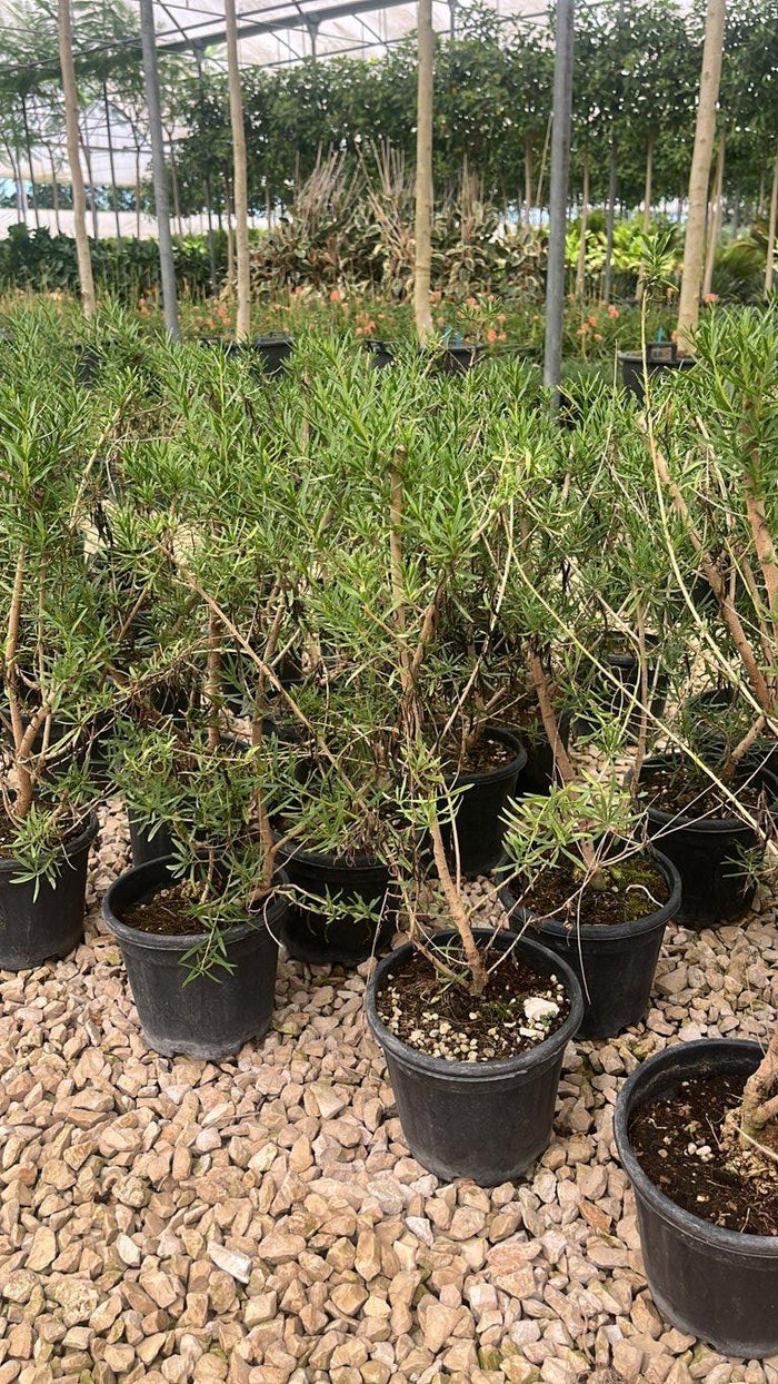 Eremophila Maculata Rossa — Cespuglio, vaso 3 litri