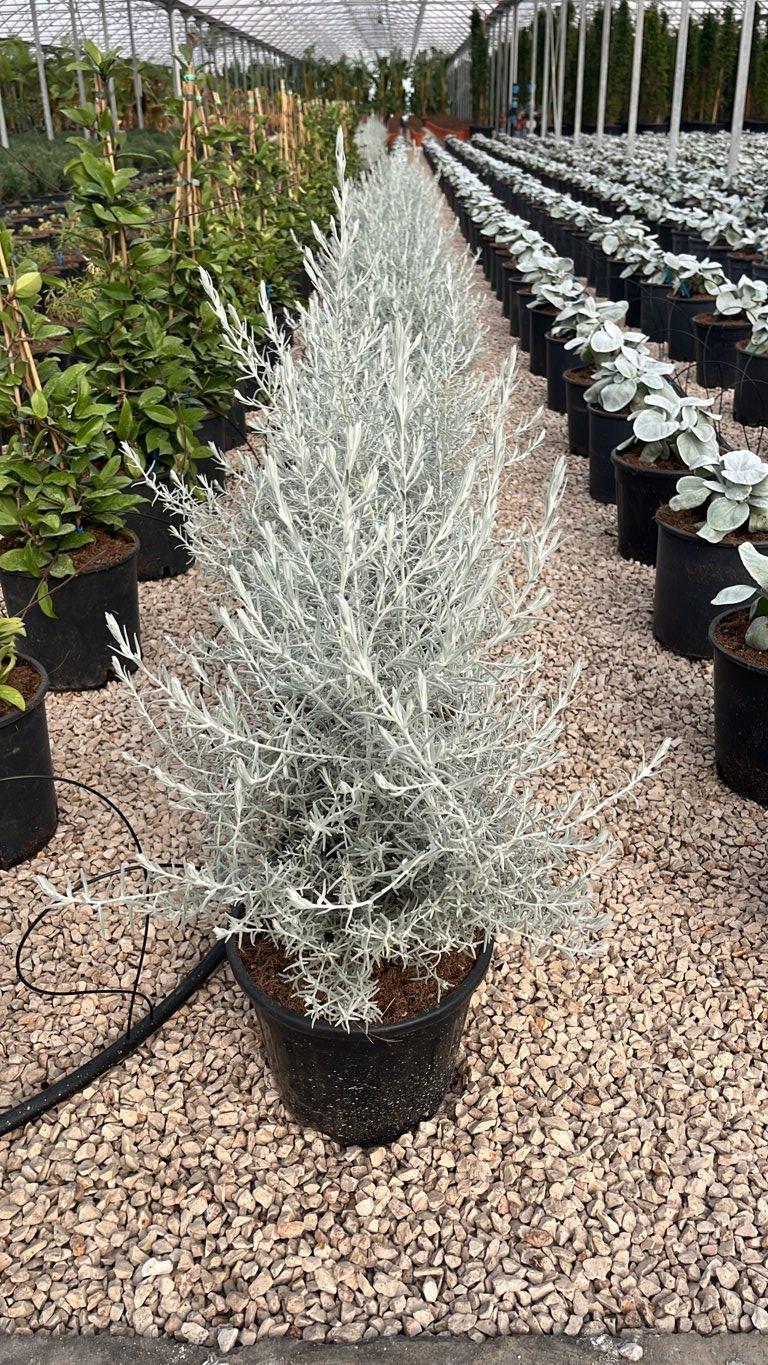 Eremophila Nivea — Cespuglio, vaso 9 litri