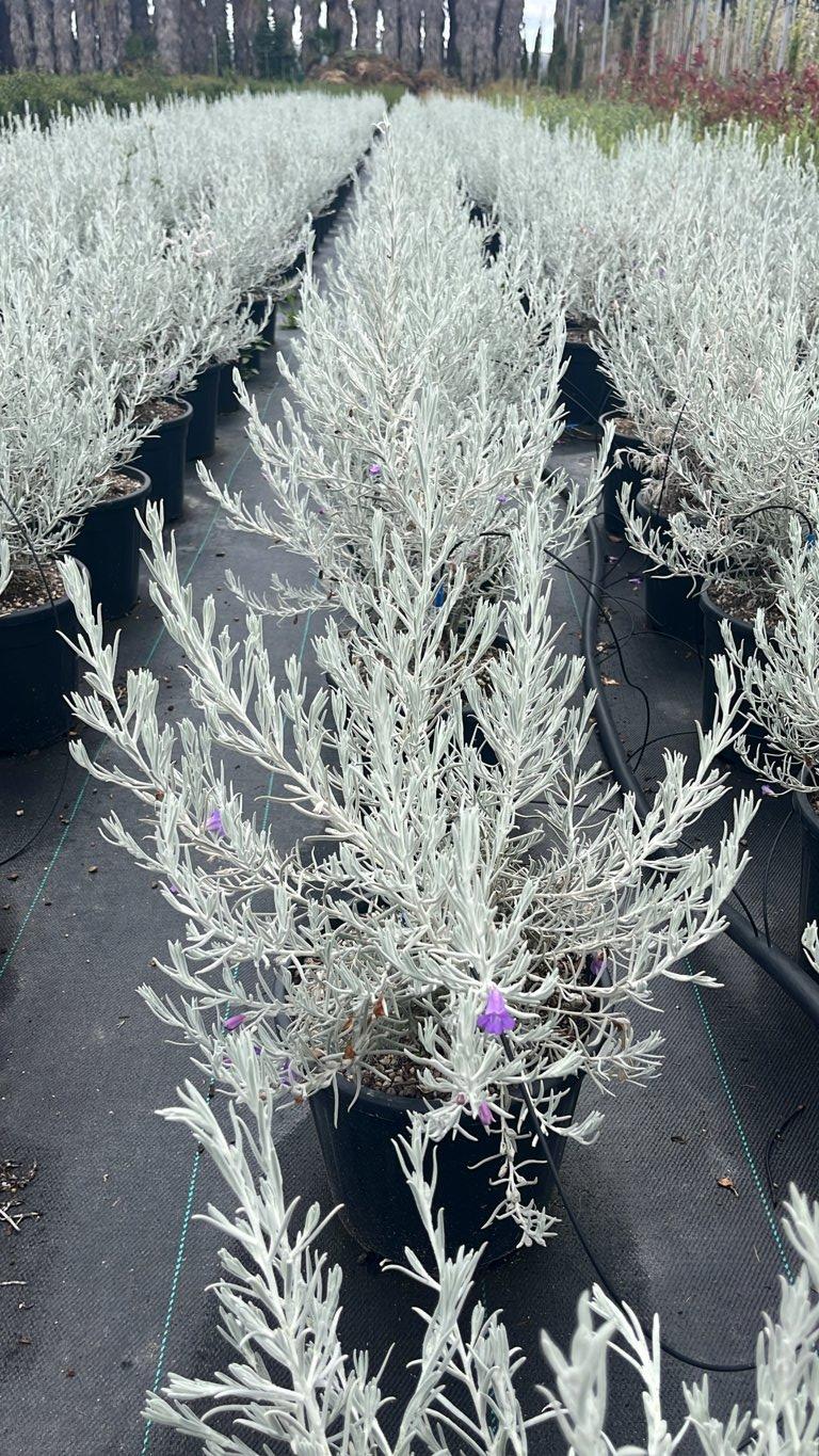Eremophila Nivea — Cespuglio, vaso 9 litri