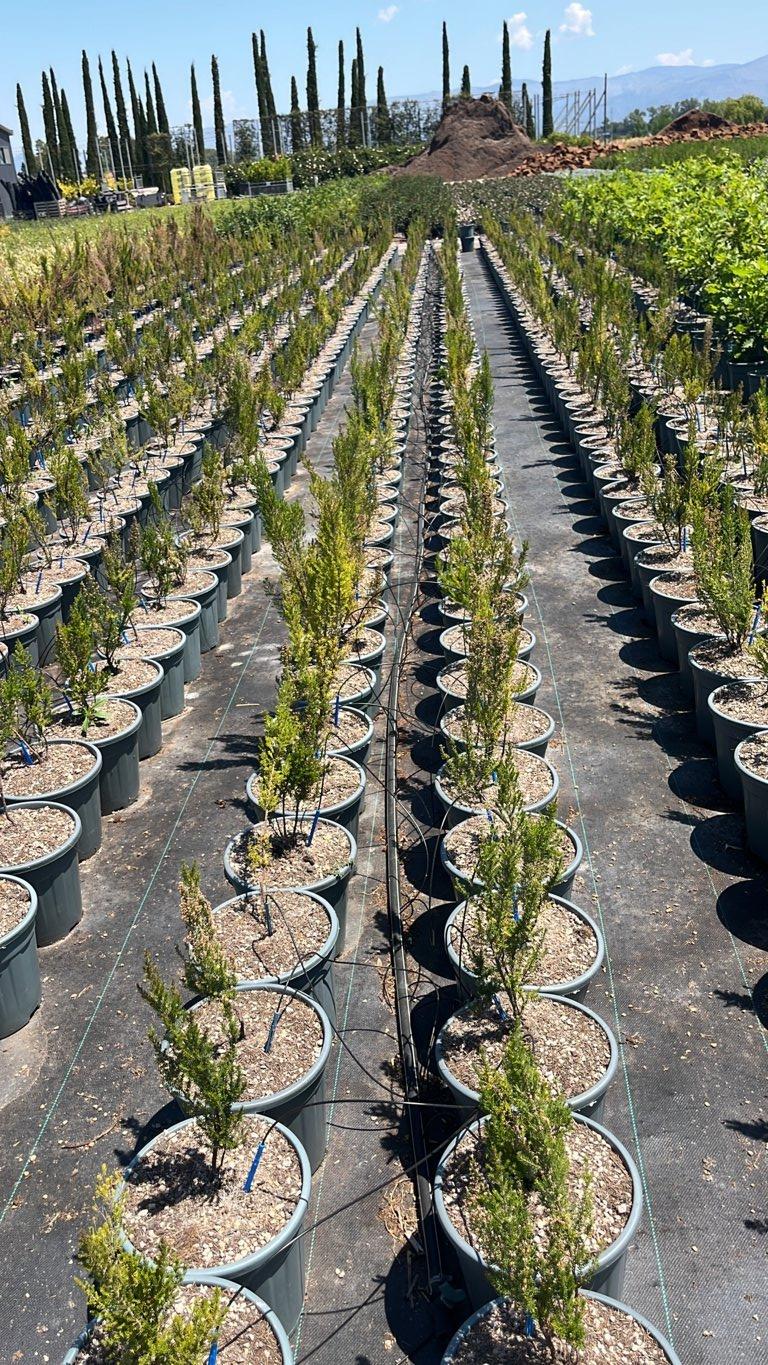 Erica Arborea (Erica arborea) — Cespuglio, vaso 9 litri