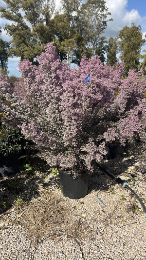 Erica Canaliculata (Erica) — Cespuglio, vaso 30 litri