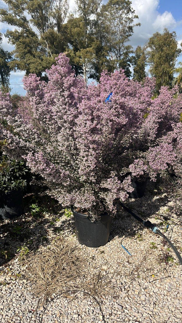 Erica Canaliculata (Erica) — Cespuglio, vaso 30 litri
