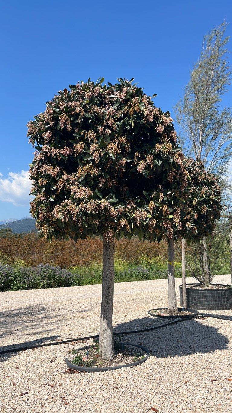 Eriobotrya Coppertone — Albero, circonferenza 40/45 cm, vaso 300 litri