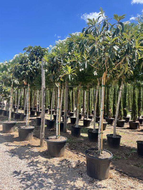 Eriobotrya Japonica (Nespolo del Giappone) — Albero, vaso 90 litri