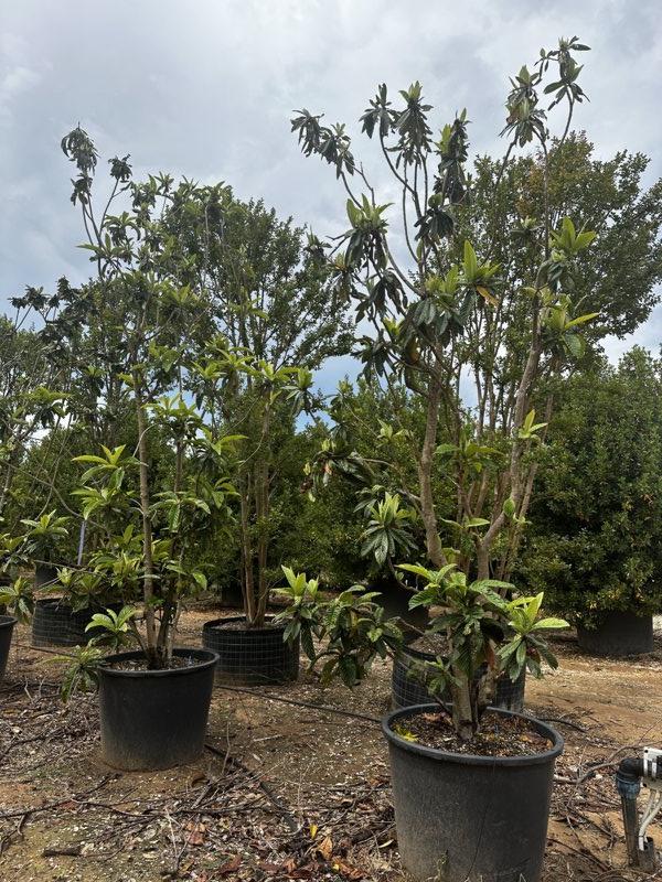 Eriobotrya Japonica (Nespolo del Giappone) — Cespuglio, altezza 300/400 cm, vaso 500 litri