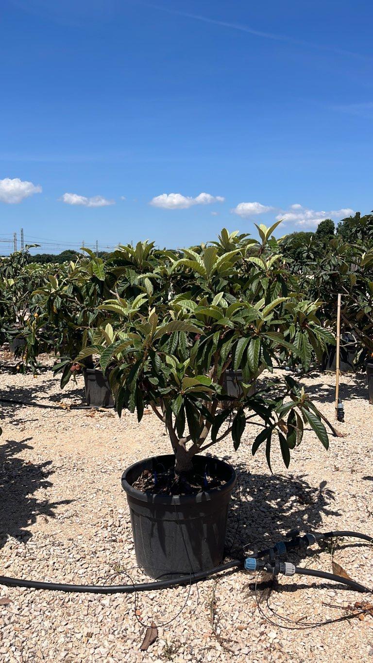 Eriobotrya Japonica (Nespolo del Giappone) — Cespuglio, altezza 125/150 cm, vaso 70 litri