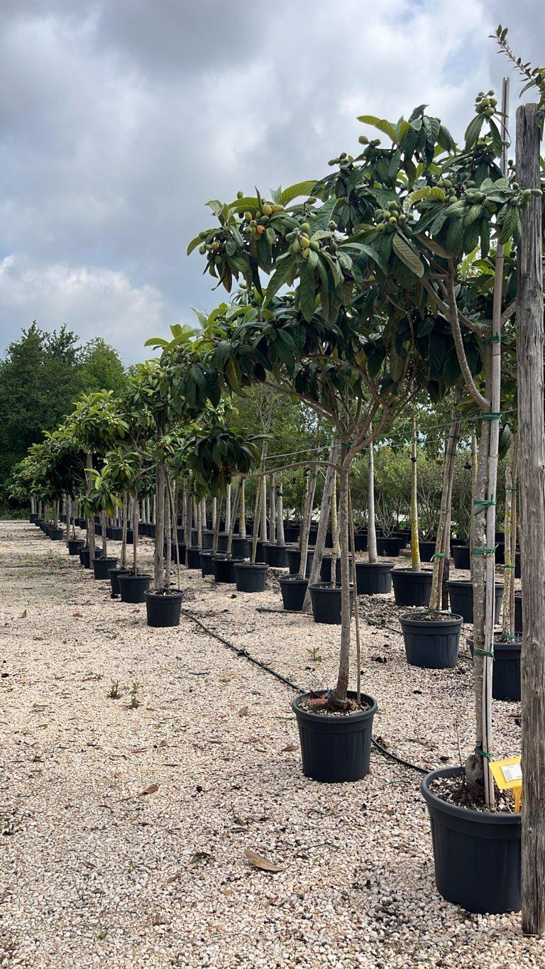 Eriobotrya Japonica (Nespolo del Giappone) — 3/4 fusto, circonferenza 14/16 cm, vaso 55 litri