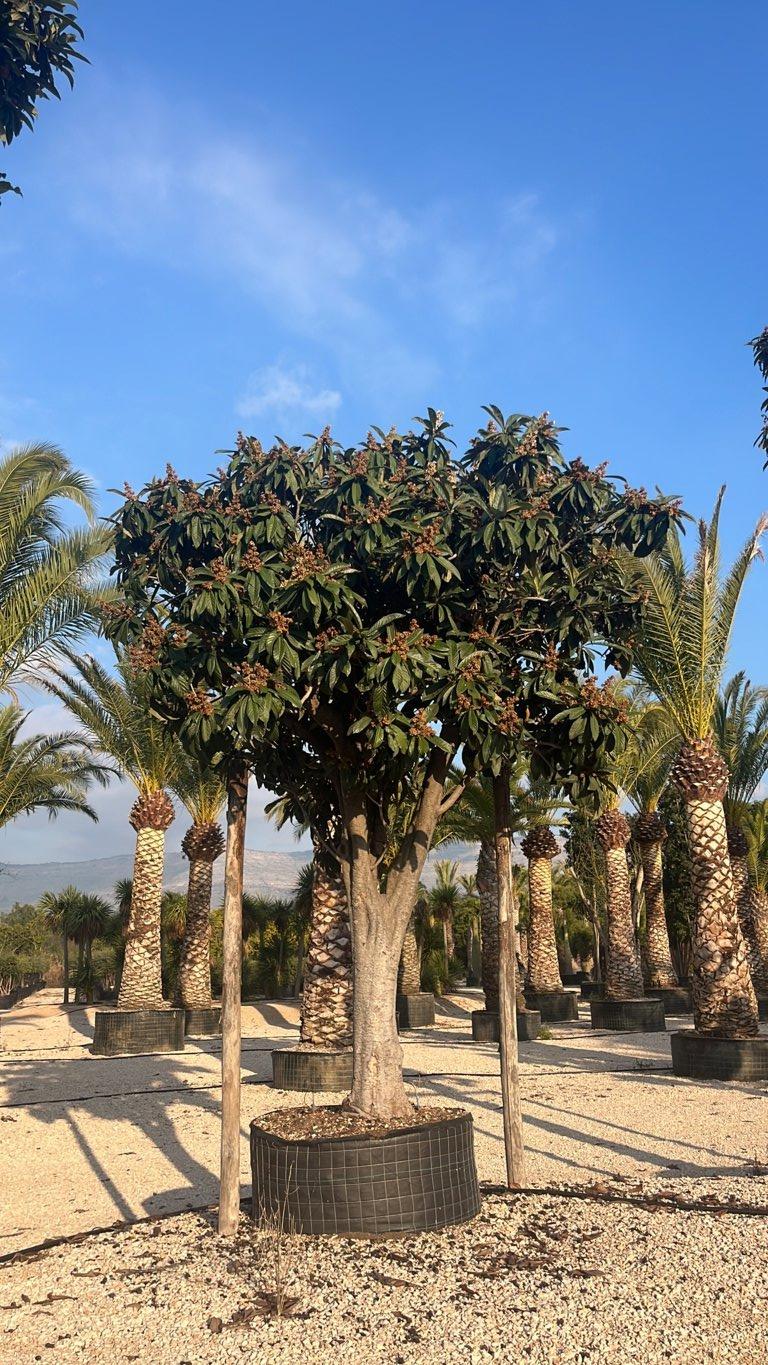 Eriobotrya Japonica (Nespolo del Giappone) — Esemplare, in rete