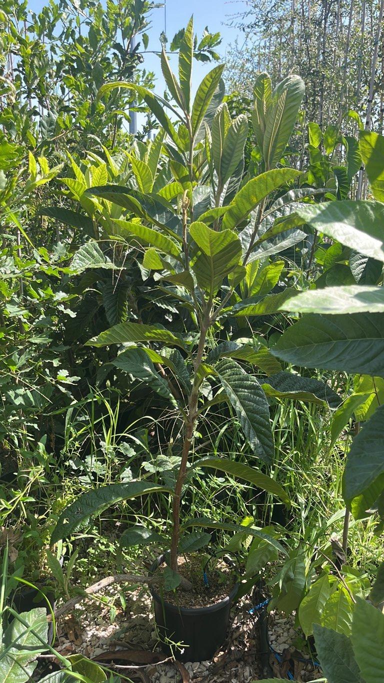 Eriobotrya Japonica (Nespolo del Giappone) — vaso 9 litri