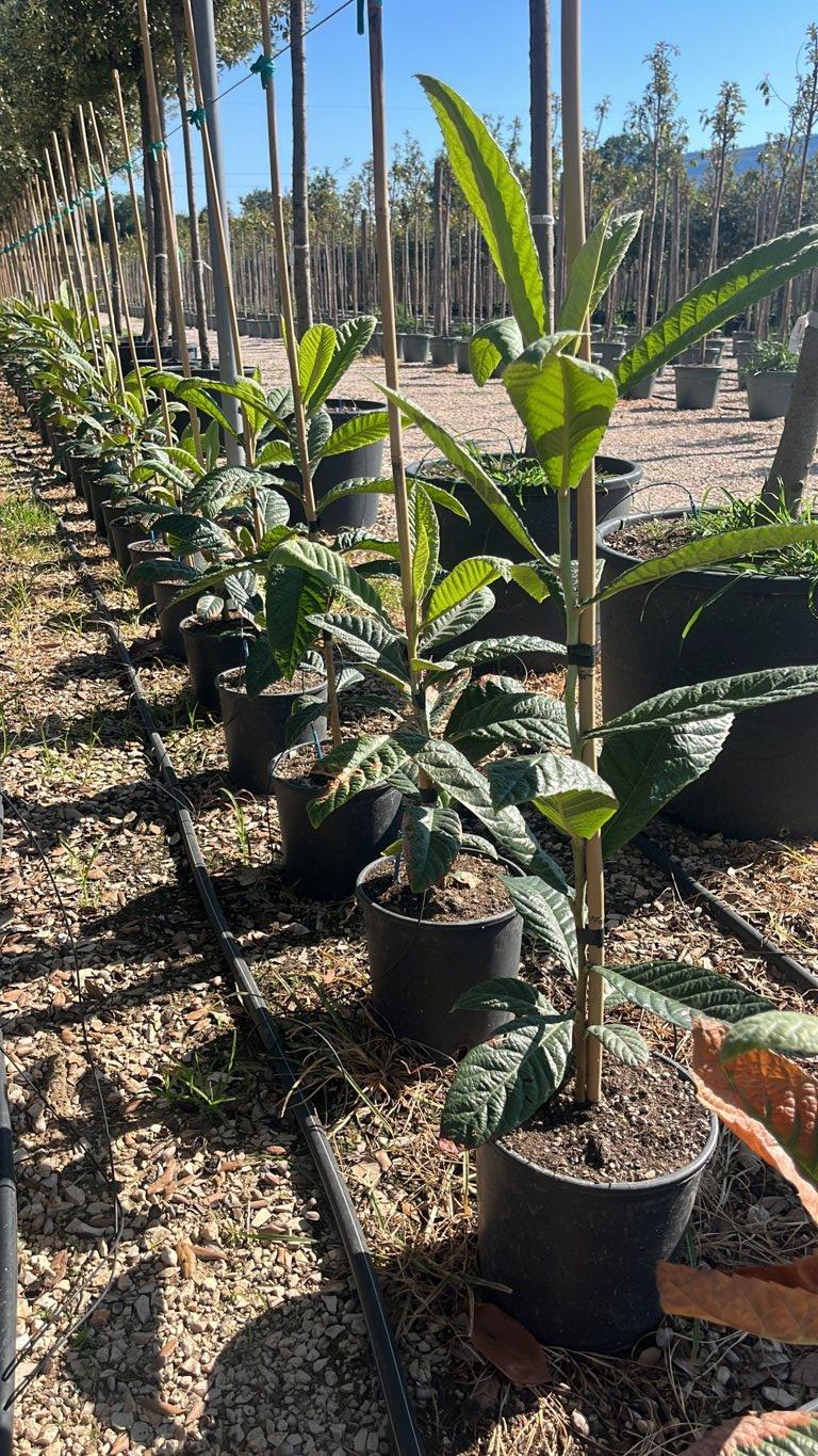Eriobotrya Japonica (Nespolo del Giappone) — canna 100 cm, vaso 9 litri