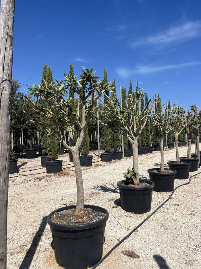 ERIOBOTRYA JAPONICA Nespolo del Giappone