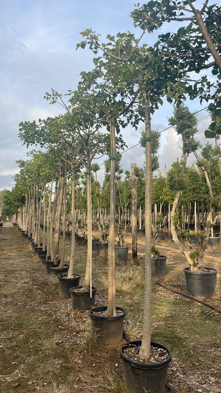 Erythrina Caffra (Albero corallo) — Albero, circonferenza 18/20 cm, vaso 45 litri