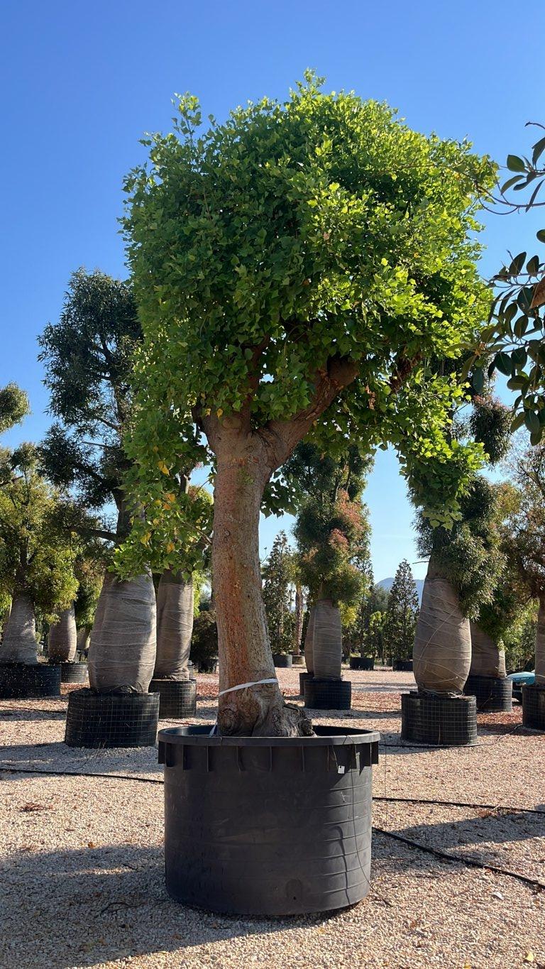ERYTHRINA CAFFRA Albero del corallo