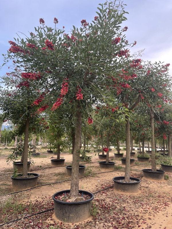 Erythrina Crista-Galli (Albero corallo) — Albero, circonferenza 50/60 cm, vaso 350 litri