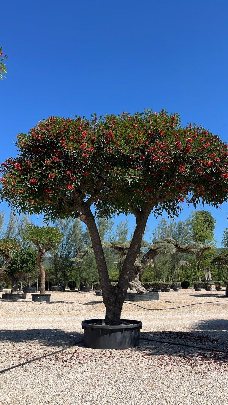 Erythrina Crista-Galli (Albero corallo) — Esemplare, vaso 1000 litri