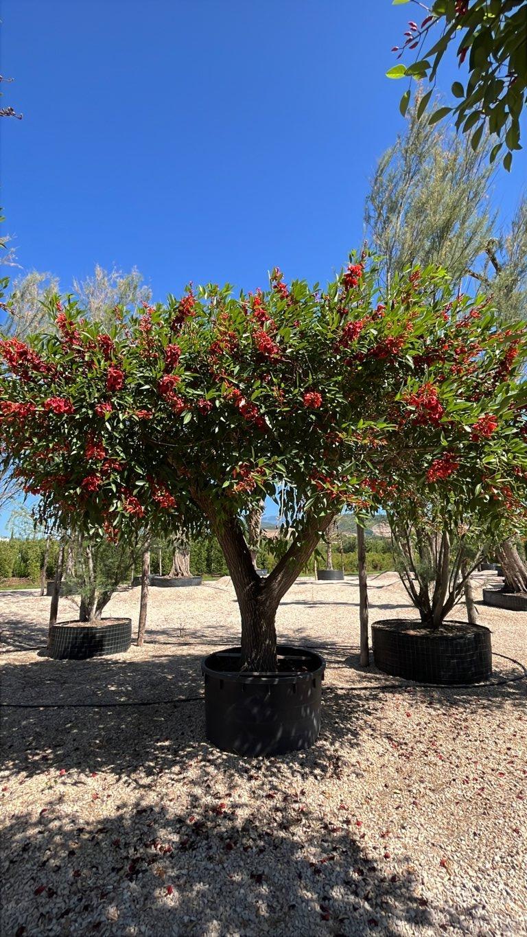 Erythrina Crista-Galli (Albero corallo) — Esemplare, vaso 750 litri
