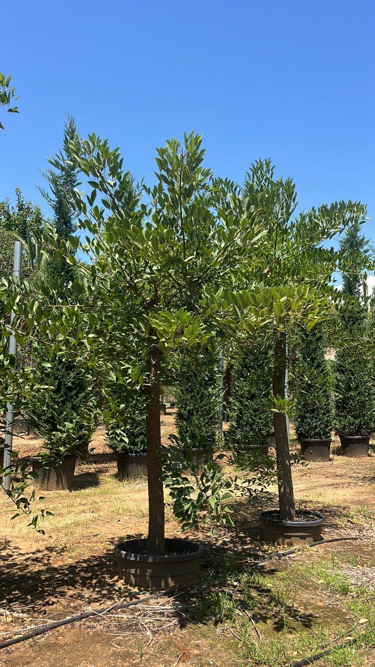 Erythrina Crista-Galli (Albero corallo) — Albero, circonferenza 30/40 cm, vaso 90 litri