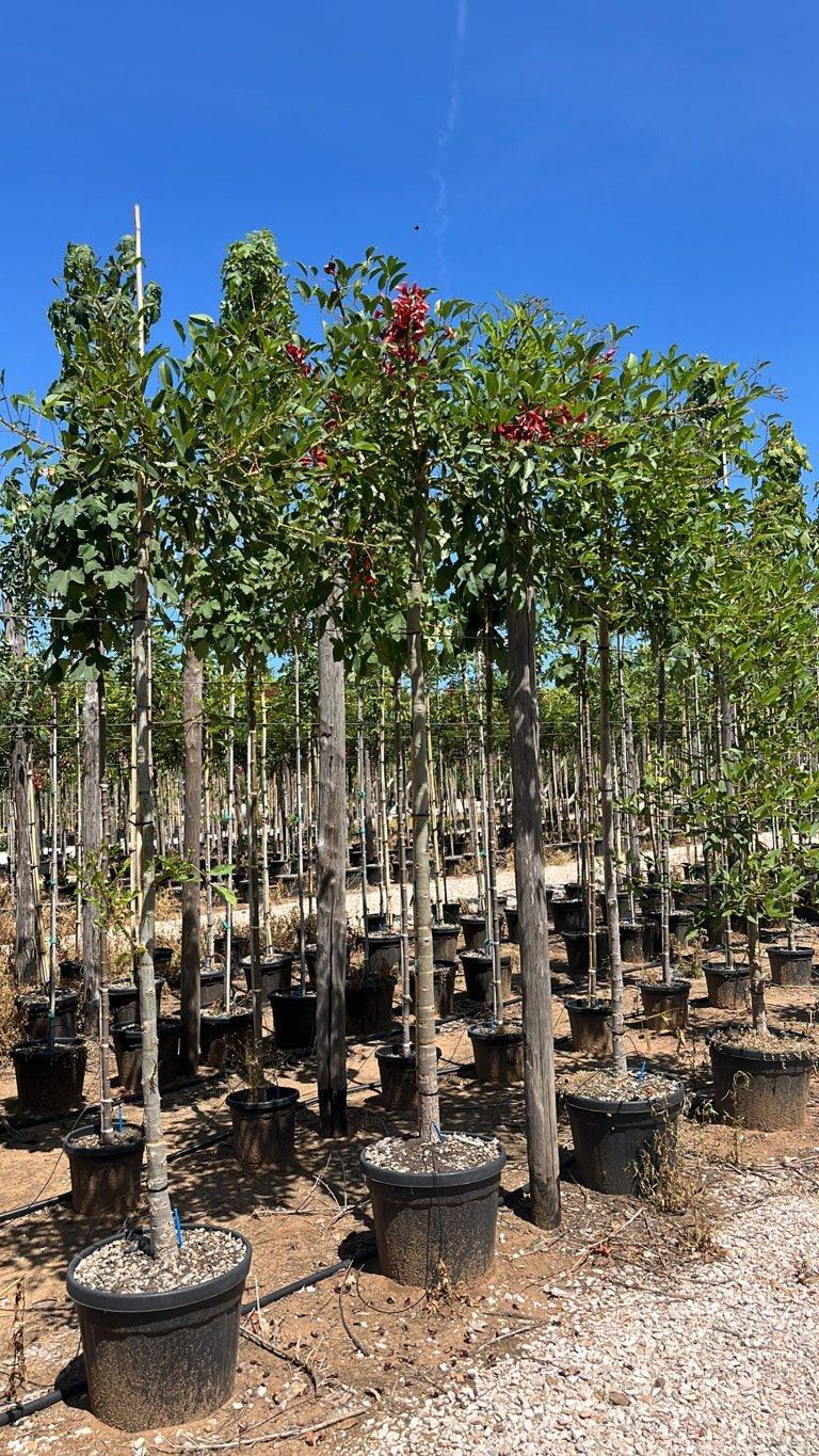 Erythrina Crista-Galli (Albero corallo) — Albero, circonferenza 16/20 cm, vaso 45 litri