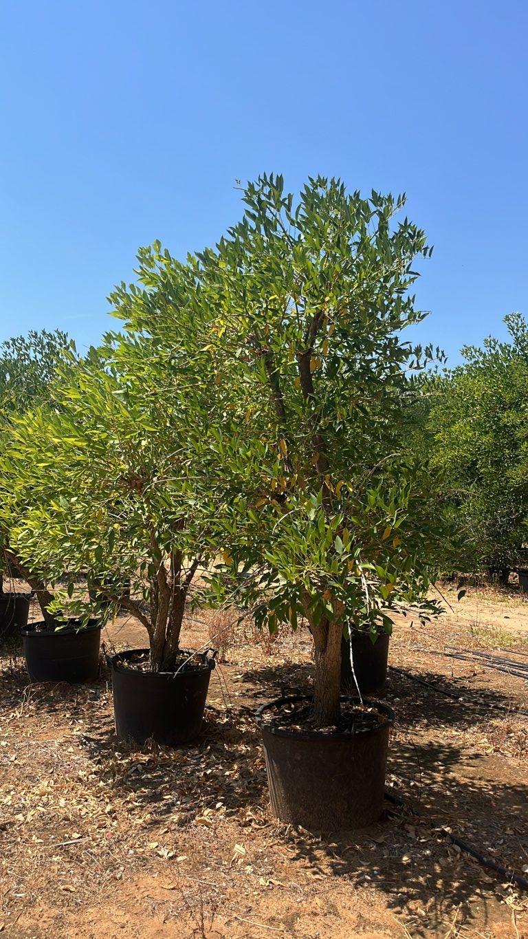 Erythrina Crista-Galli (Albero corallo) — Nuvola, altezza 200/250 cm, vaso 130 litri