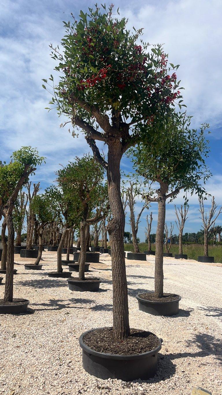ERYTHRINA CRISTA-GALLI Albero del corallo